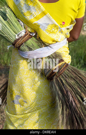 Indische Frauen sammeln Rasen aus dem ländlichen Raum, geschwungene Bürsten zu machen. Andhra Pradesh, Indien Stockfoto