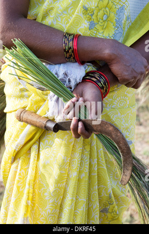 Indische Frauen sammeln Rasen aus dem ländlichen Raum, geschwungene Bürsten zu machen. Andhra Pradesh, Indien Stockfoto