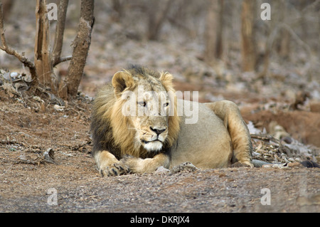 Asiatische Löwe (Panthera Leo Persica) zu Fuß in den Wald um Gir National Park Gujarat, Indien Stockfoto