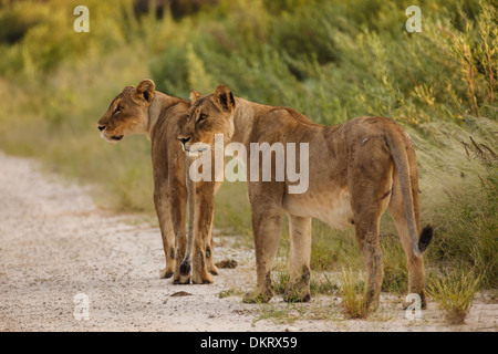 Zwei erwachsenen weiblichen Lions Spaziergang entlang der Straße in Namibia, Afrika Stockfoto