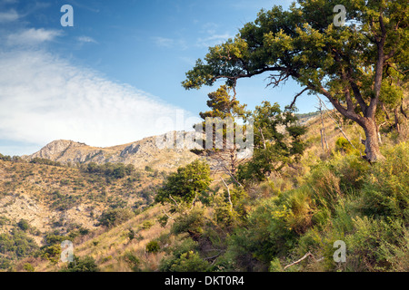 Sommer Berglandschaft mit Bäumen. Montenegro Stockfoto