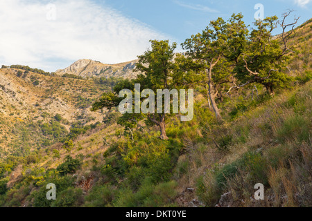 Berglandschaft mit grünen Bäumen und Gräsern. Montenegro Stockfoto