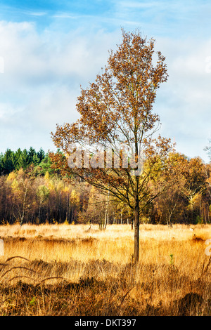Herbstliche Landschaft mit ihren Wäldern und einsamen Baum auf Sumpf im Vordergrund Stockfoto