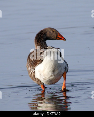 Graugans (Anser Anser) in einem See Stockfoto