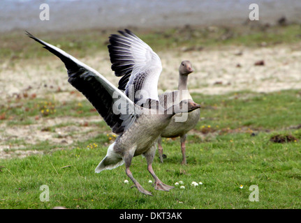 Juvenile Graugans (Anser Anser) aufsetzen Stockfoto