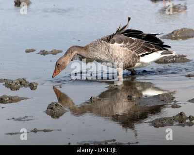 Juvenile Graugans (Anser Anser) auf Nahrungssuche in Feuchtgebiete mit Reflexion Stockfoto