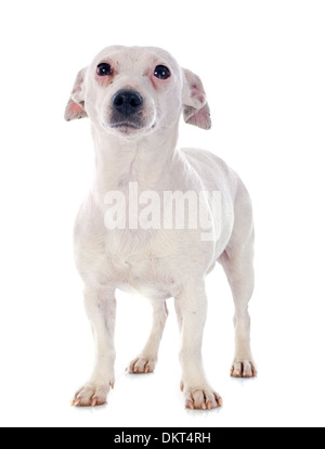 Porträt von einen reinrassigen jack Russel Terrier im studio Stockfoto