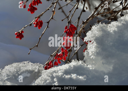 Berberitzen im Schnee Stockfoto