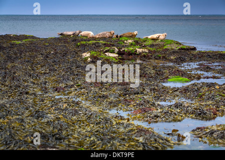 Atlantic Grey Seal oder Pferdekopf (Halichoerus Grypus). Inishmore Insel, Aran-Inseln. County Galway, Irland, Europa. Stockfoto