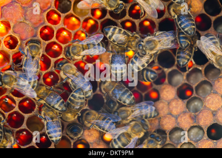 Detail von einem Bienenstock (Hintergrundbeleuchtung). Colmenar, Axarquia, Malaga, Andalusien, Spanien Stockfoto