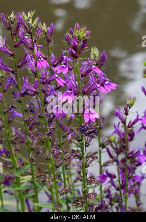 Lobelia, Lobelia × Speciosa 'Hadspen Purple', Campanulaceae Stockfoto