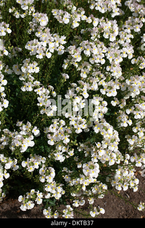 Nemesia 'Wisley Vanilla', Scrophulariaceae. Ein beliebtes Sommer Beetpflanze. Stockfoto