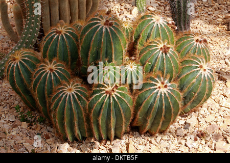 Kaktus, Parodia Magnifica, Cactaceae. Südbrasilien, Uruguay, Südamerika. Stockfoto