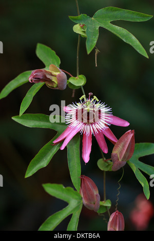 Passionsblume, Passiflora X violacea, Passifloraceae. Dies ist eine Kreuzung zwischen Passiflora Caerulea und Passiflora Racemosa. Stockfoto