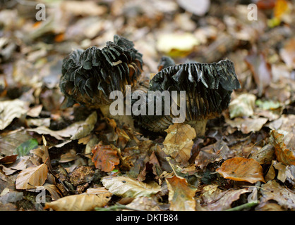 Schwärzung Brittlegill, ubling Nigricans, Russulaceae. In Buche Wald wachsen. Stockfoto