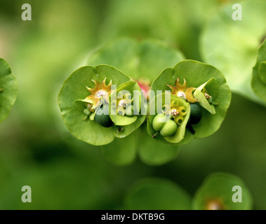 Nahaufnahme von Holz Wolfsmilch, Euphorbia Amygdaloides, Euphorbiaceae. Stockfoto