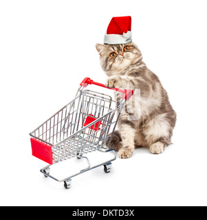 Katze in einer Weihnachts-Kappe mit einem Wagen auf weißem Hintergrund Stockfoto