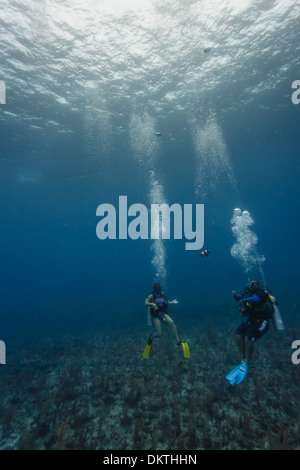 Zwei Taucher erkunden das Korallenriff im Hol Chan Marine Reserve, Belize Stockfoto