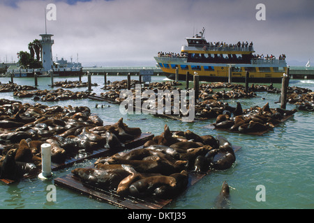 Seelöwen auf dock am Pier 39, San Francisco, Kalifornien Stockfoto