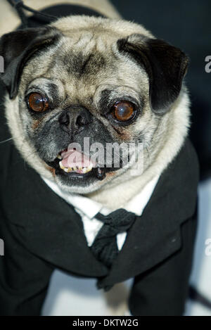 HUND, DER SPIELT IN MIB2 FRANK. HUND-SCHAUSPIELER, MÄNNER IN SCHWARZEN 2.WESTWOOD, LOS ANGELES, USA.26/06/2002.LAB5507. Stockfoto