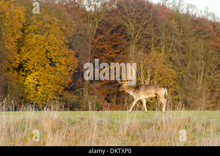 Damwild, Dama Dama zu Fuß auf einer Wiese vor einem Herbst Wald Stockfoto