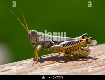 Grasshopper (Caelifera) auf einem hölzernen Gartenzaun. Stockfoto