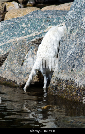 Platin farbige Golden Retriever Hund spielen in den Arkansas River, Salida, Colorado, USA Stockfoto