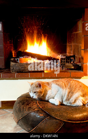 Katze vor Kamin ein kalter Wintertag entspannen Stockfoto