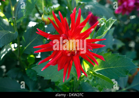 Dahlie rot Stockfoto