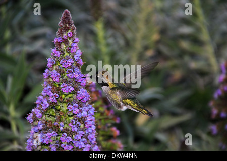 Kupferne Leitung Smaragd Kolibri vorbereiten, in Kalifornien zu ernähren Stockfoto