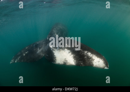 Eine südliche Glattwal Eubalaena Australis liegt an der Oberfläche zeigt seine einzigartige Fluke Kennzeichnung in der Halbinsel Valdez argentina Stockfoto