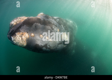 Eine junge südlichen Glattwal Eubalaena Australis im seichten Wasser der Halbinsel Valdez Argentinien mit Sonnenlicht Stockfoto