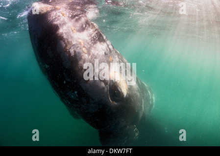 Eine junge südlichen Glattwal Eubalaena Australis im seichten Wasser der Halbinsel Valdez Argentinien mit Sonnenlicht Stockfoto