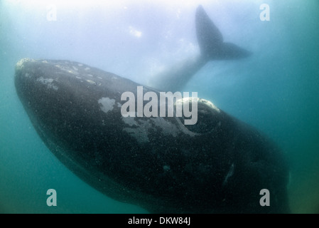 Ein Unterwasserbilder Mutter südlichen Glattwal Eubalaena Australis mit seiner Wade oben am Halbinsel Valdez Argentinien Stockfoto