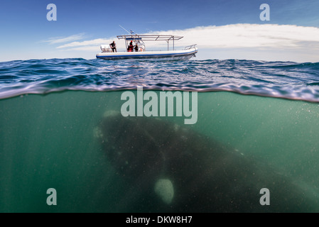 Ein über-unter der einer südlichen Glattwal Eubalaena Australis mit einer Whale-watching Boot in Halbinsel Valdez, Argentinien Stockfoto