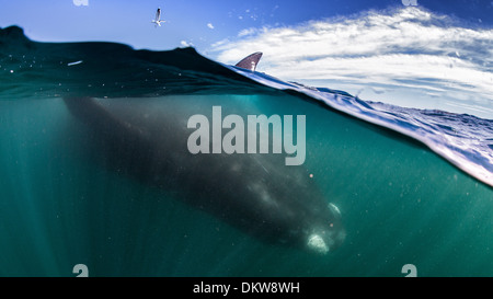 Ein über-unter Aufnahme von einer Mutter südlichen Glattwal Eubalaena Australis Verlegung an der Oberfläche auf den Kopf gestellt Stockfoto