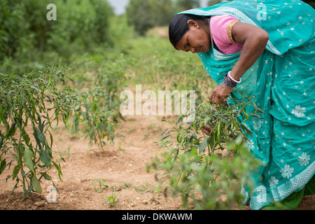 Bäuerin im Bundesstaat Bihar, Indien. Stockfoto