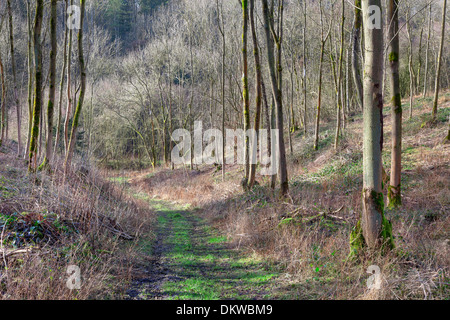 Laub-Holz Neuanpflanzungen mit Steig durch Cotswolds, Gloucestershire, England. Stockfoto