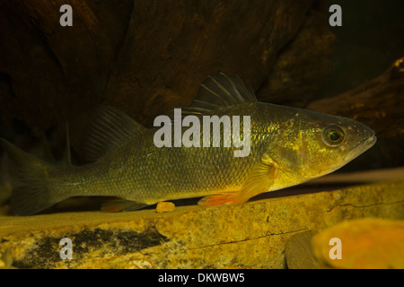 Yellow Perch, Percha Flavescens, New York, im aquarium Stockfoto