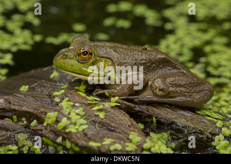 Amerikanischer Ochsenfrosch (Lithobates Catesbeianus), Rana Catesbeiana, New York Stockfoto