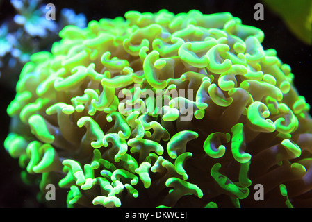 Hammer-Verzweigung Euphyllia Coral-parancora Stockfoto