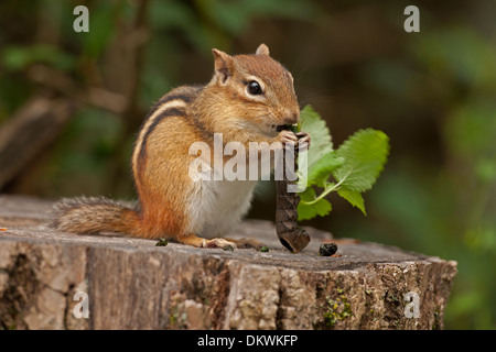 Östliche Chipmunk (Tamias Striatus), Raupe, New York Essen Stockfoto