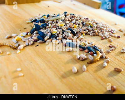 Mehlwürmer und Vogelfutter auf einem Vogel Tisch Stockfoto