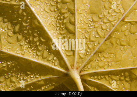 Detail von Ahornblatt in der Feuchtigkeit Stockfoto