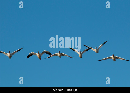 Schneegänse fliegen in Richtung der Kamera - Chen caerulescens Stockfoto