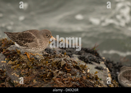 Detailansicht einer Meerstrandläufer thront auf einem Steg Felsen - Calidris maritima Stockfoto