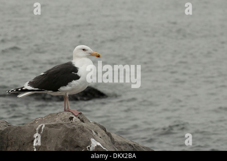 Mehr schwarz-unterstützte Möve stehend auf einem Felsen - Larus marinus Stockfoto