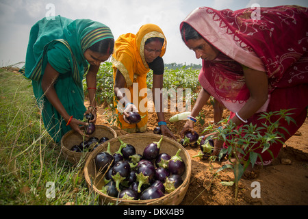 Bäuerin im Bundesstaat Bihar, Indien. Stockfoto