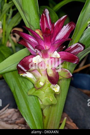 Spektakuläre dunklen roten Hochblätter, kleinen weißen Blüten und grünen Blätter der Curcuma Sorte "Voodoo-Magie" - ornamentalen Ingwer Stockfoto