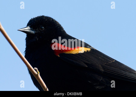 Rotschulterstärling (Agelaius Phoeniceus) männlich thront auf einem Ast am Brookwood Marsh, Nanaimo, BC, Vancouver Island im April Stockfoto